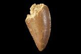 Serrated, Raptor Tooth - Real Dinosaur Tooth #89273-1